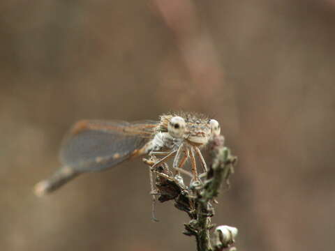 Image of Common Winter Damsel