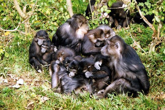 Image of Tonkean Black Macaque