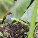Image of Olive-capped Flowerpecker