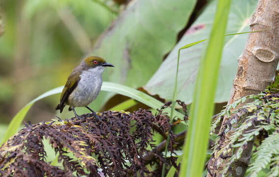 Image of Olive-capped Flowerpecker