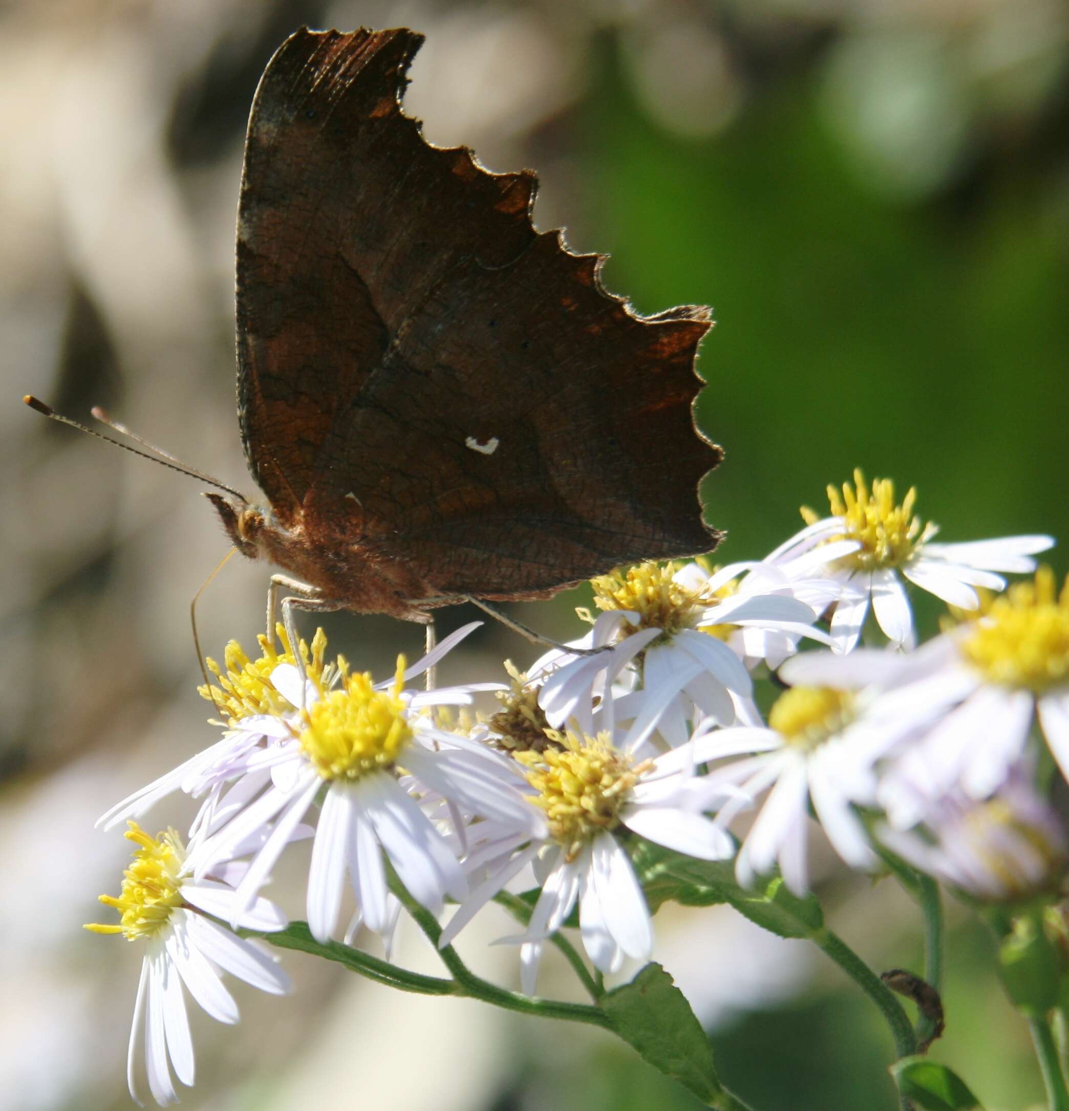 Слика од Polygonia c-aureum Linnaeus 1758