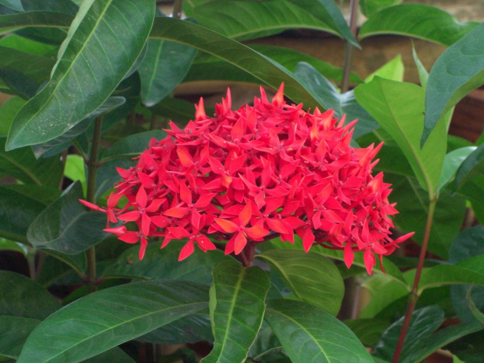 Image of scarlet jungleflame