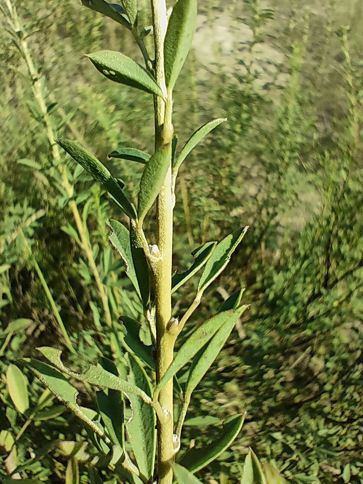 Image of Cytisus kreczetoviczii Wissjul.