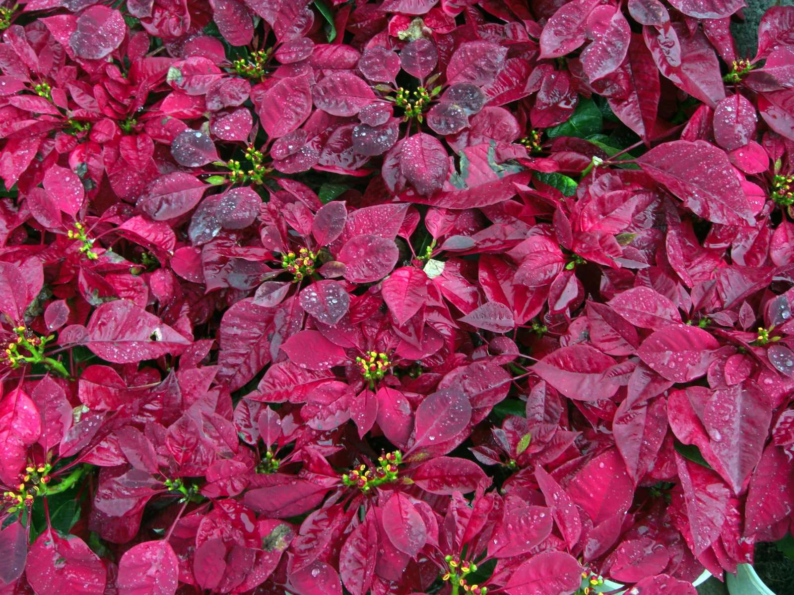 Image of poinsettia