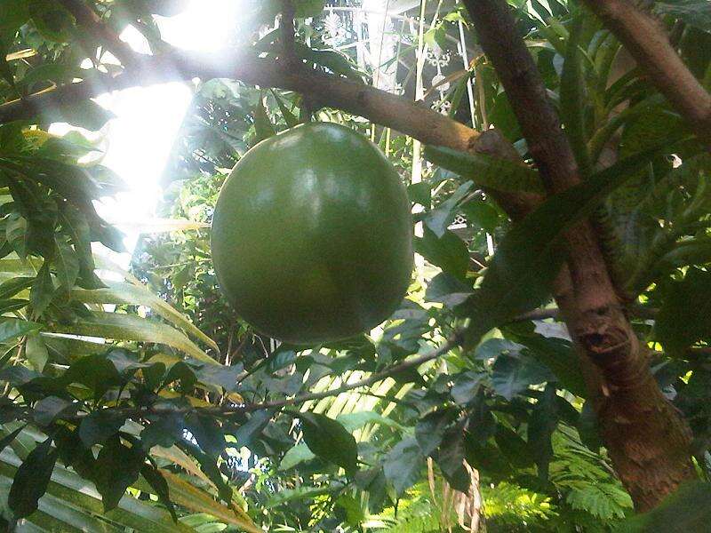 Image of common calabash tree