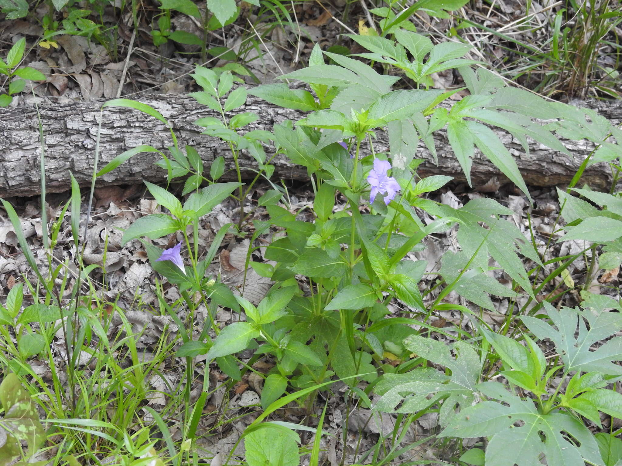 Image of limestone wild petunia