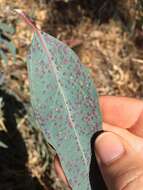 Image of Eucalyptus gall wasp