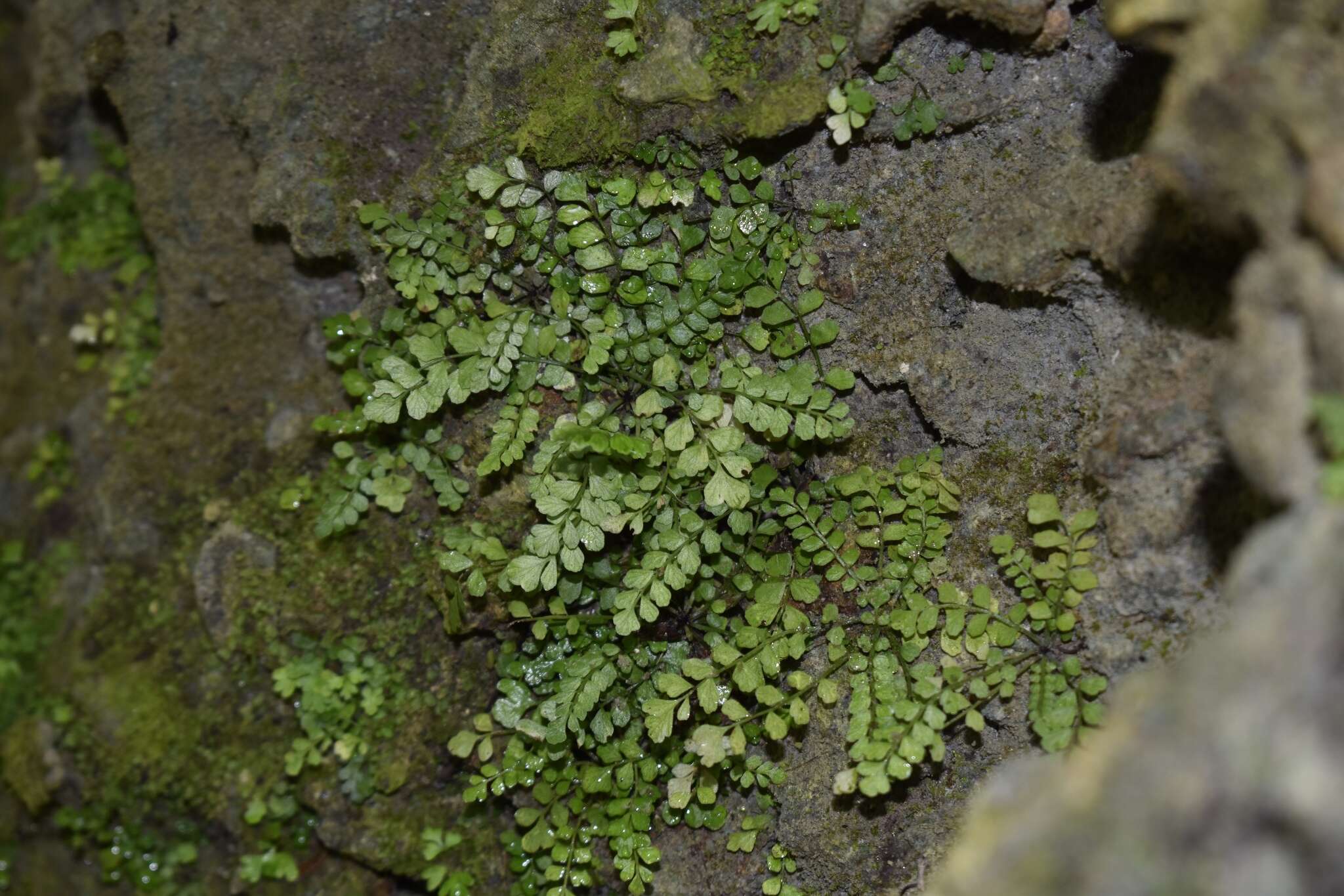 Image of Asplenium dentatum L.