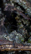 Слика од Xylaria sicula Pass. & Beltrani 1882