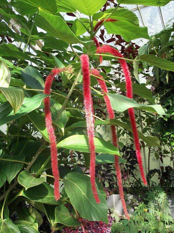 Imagem de Acalypha hispida Burm. fil.