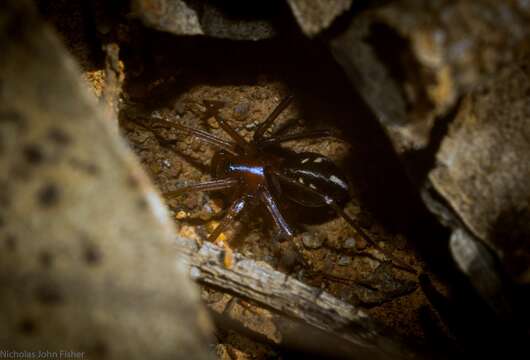 Image of Habronestes bradleyi (O. Pickard-Cambridge 1869)