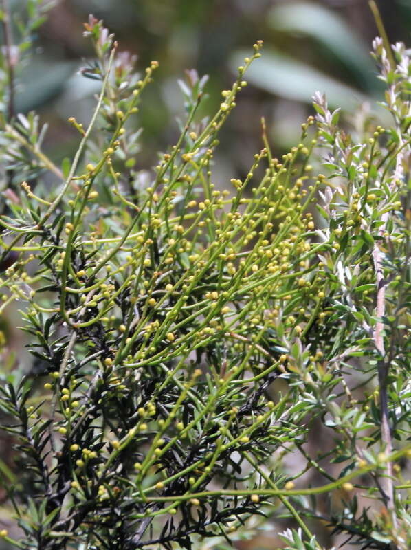 Image of Cassytha paniculata R. Br.