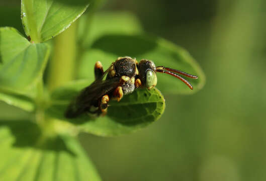 Image of Nomada roberjeotiana Panzer 1799