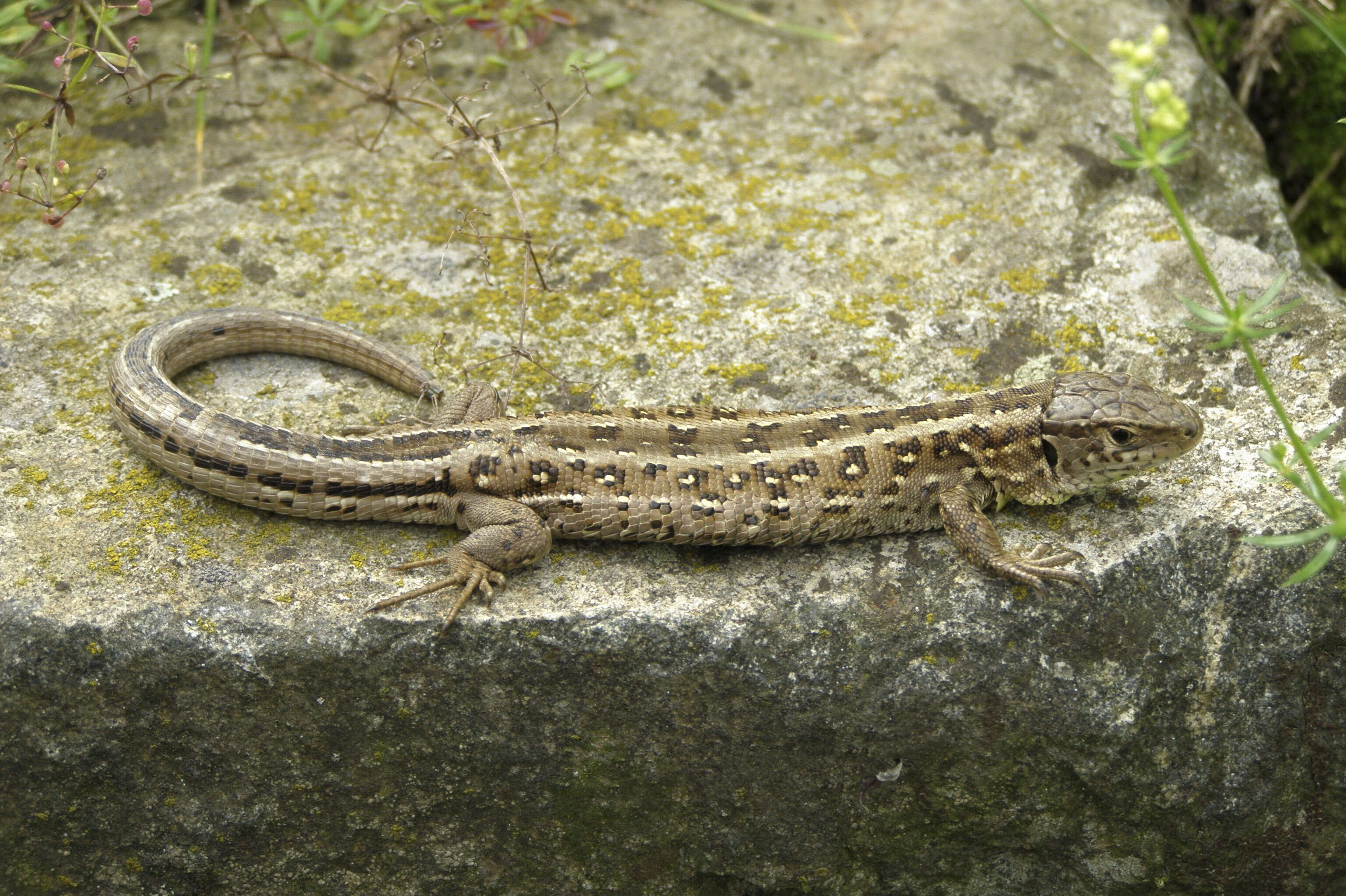 Image of Sand Lizard