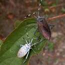 صورة Molchina compressicornis (Fabricius 1794)