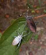 صورة Molchina compressicornis (Fabricius 1794)