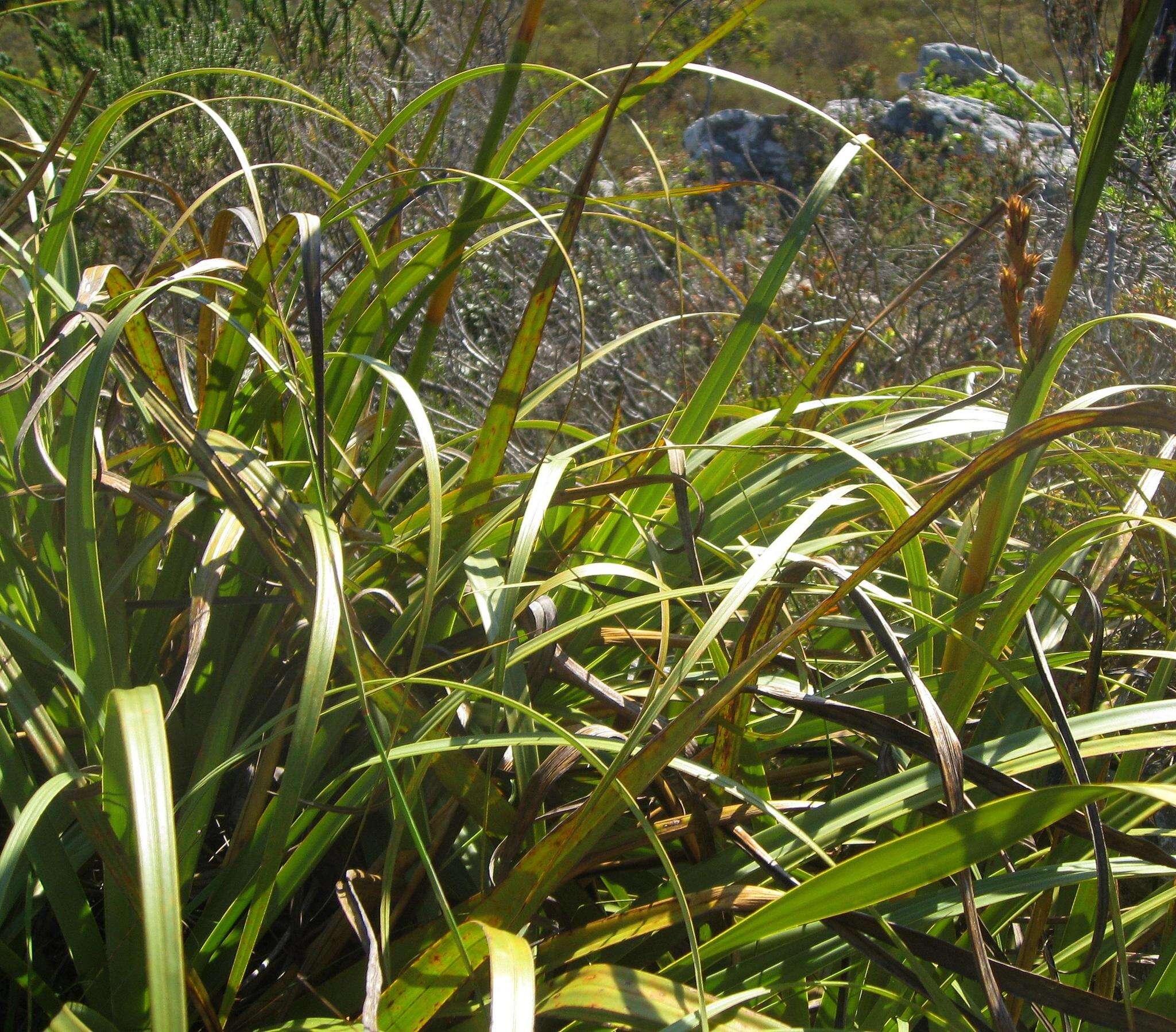 Image of Tetraria thermalis (L.) C. B. Clarke