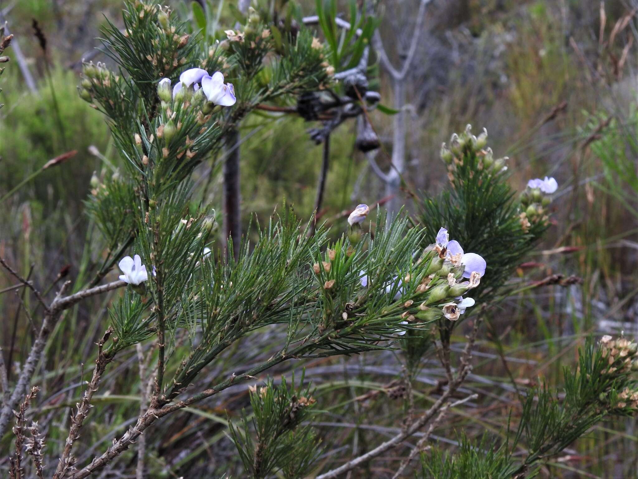 Psoralea ivumba的圖片