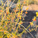 Image of Acmispon glaber var. brevialatus