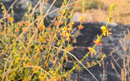 Acmispon glaber var. brevialatus的圖片