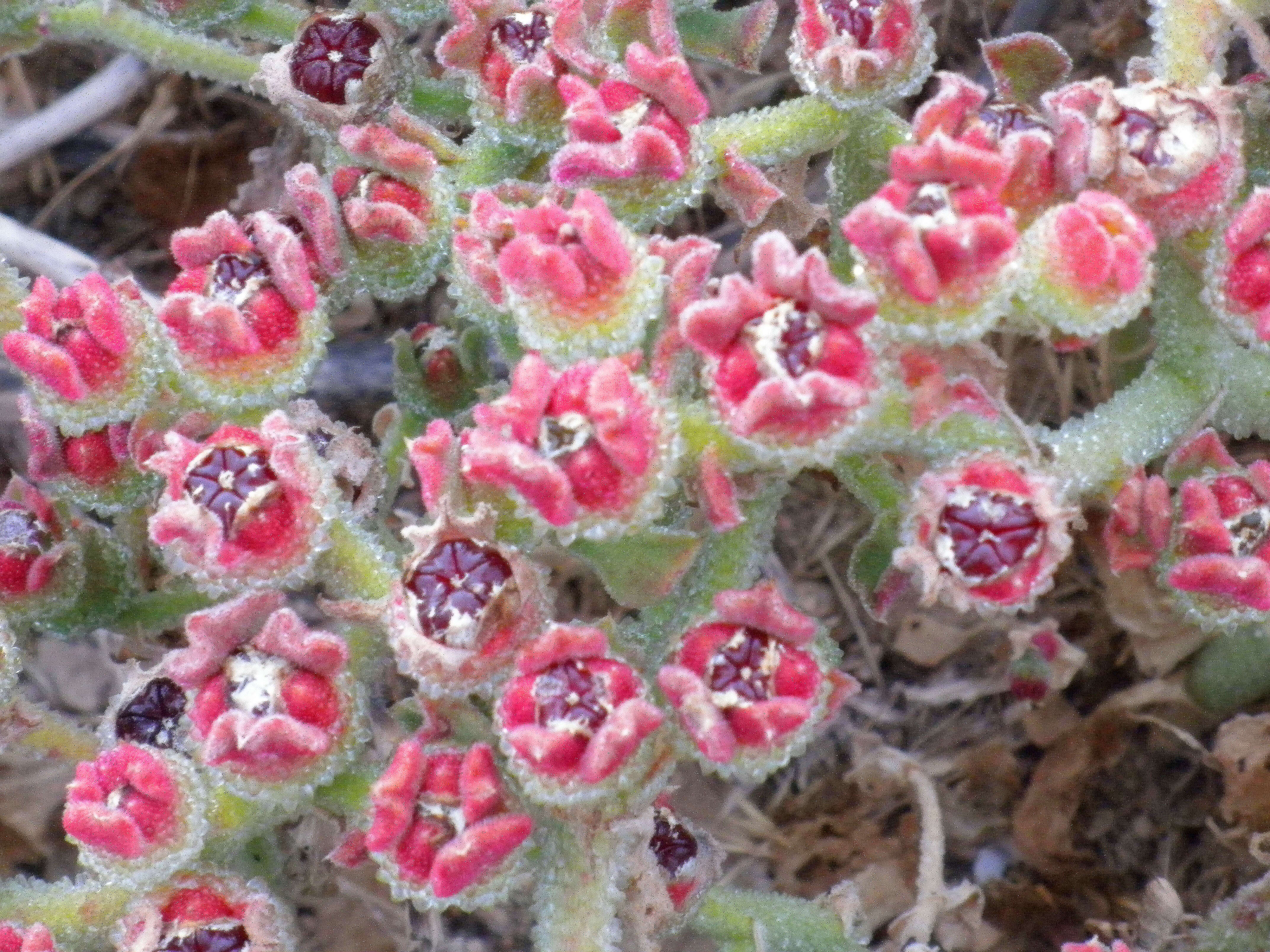 Image of common iceplant