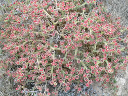 Image of common iceplant