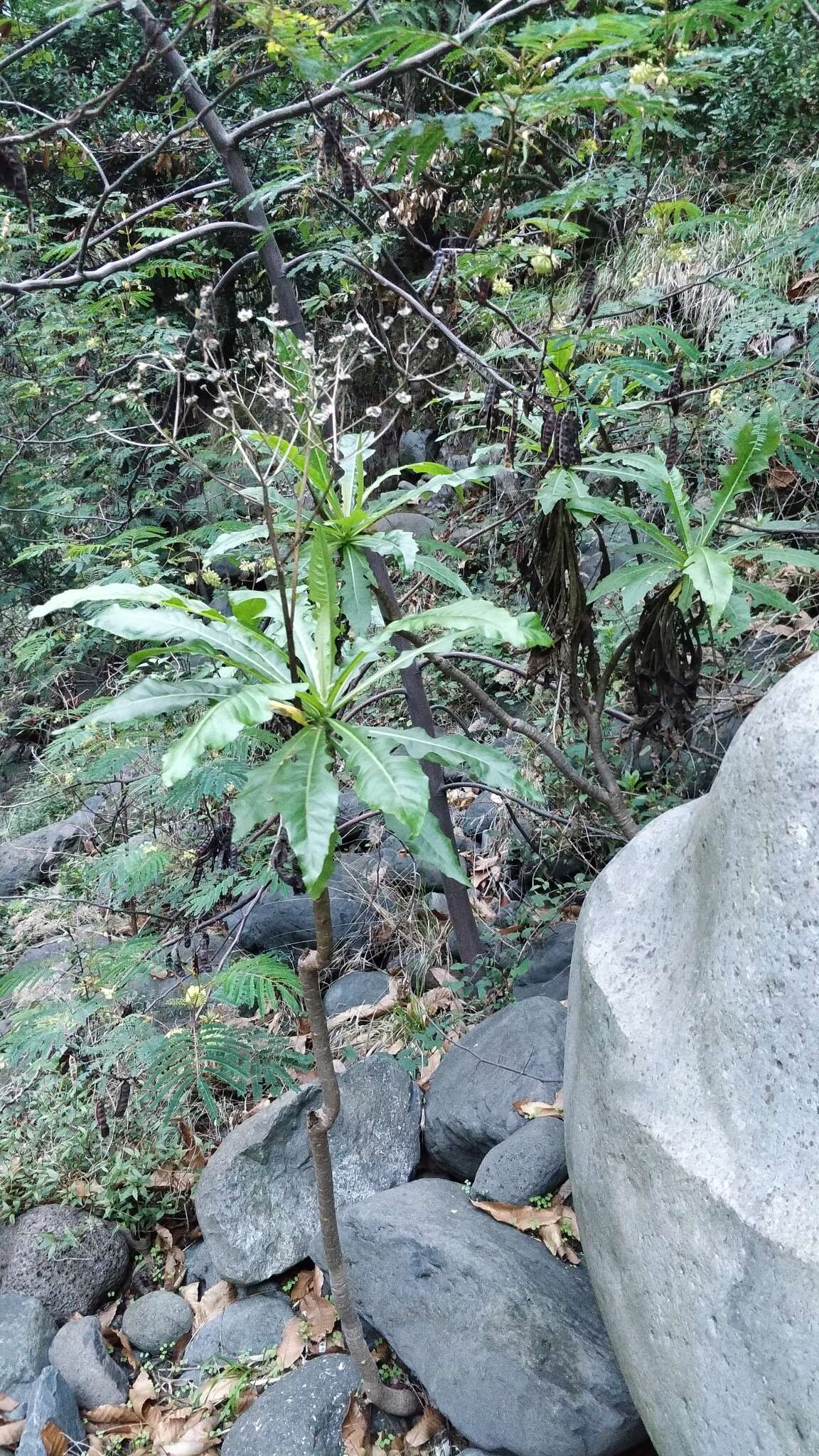 Image of Sonchus fruticosus L. fil.