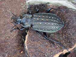 Imagem de Carabus (Limnocarabus) clatratus Linnaeus 1760