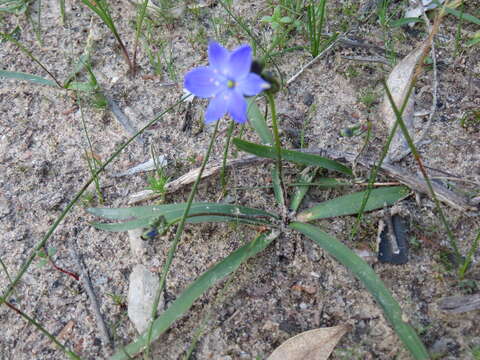 Image of Chamaescilla corymbosa (R. Br.) F. Muell. ex Benth.