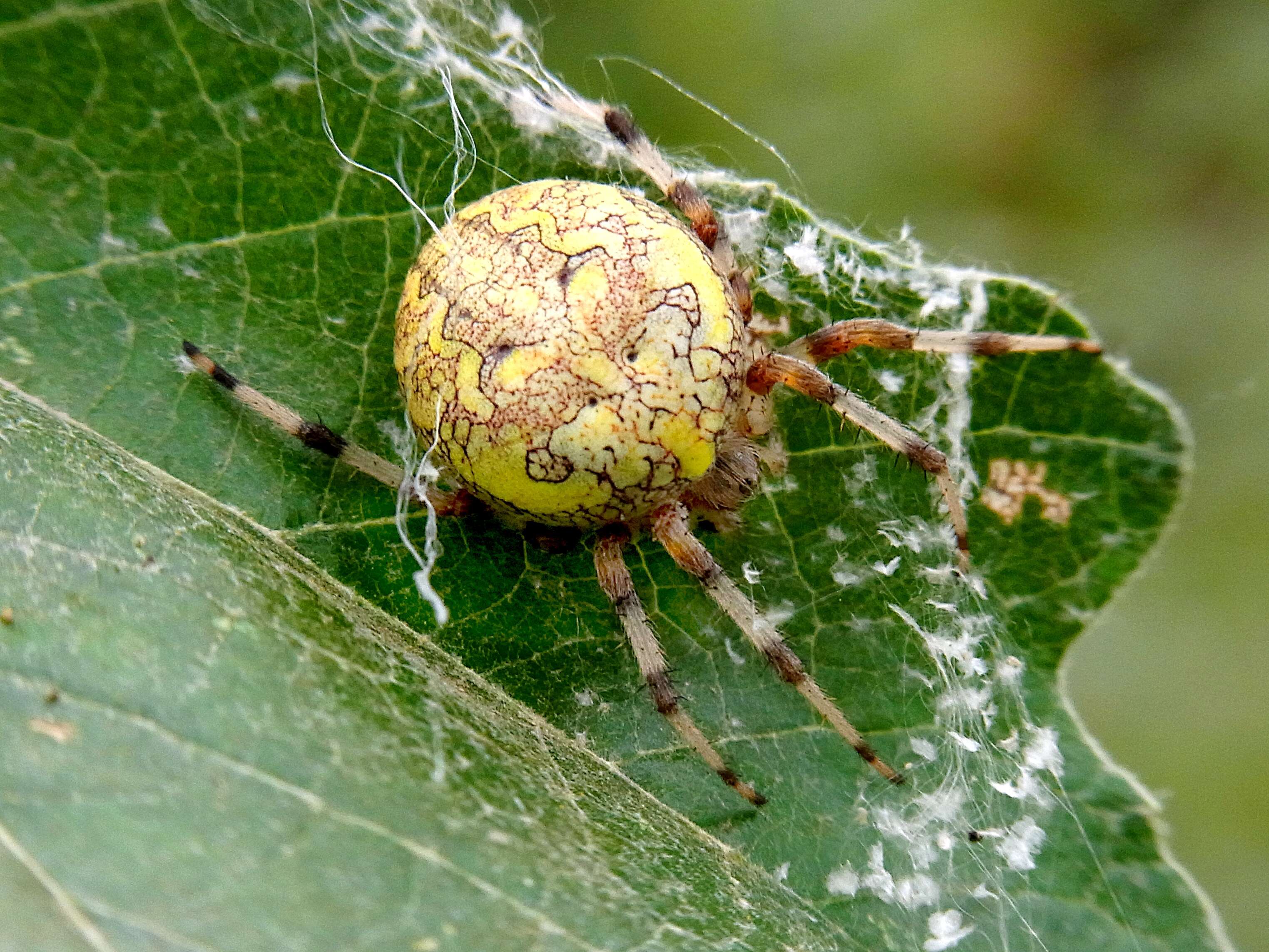 Image of Angulate & Roundshouldered Orbweaver