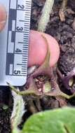 Image of Asarum canadense var. canadense