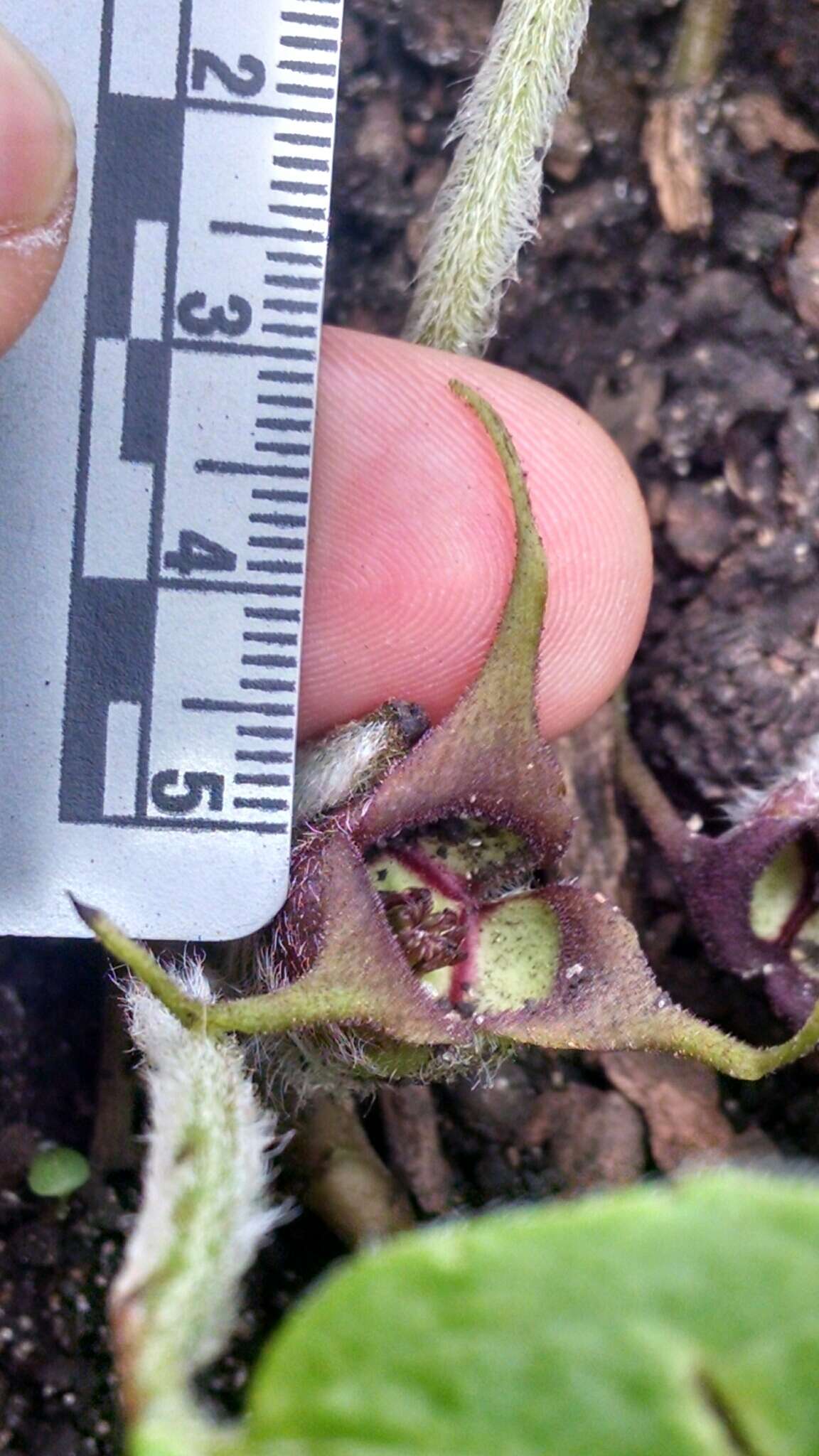 Image of Asarum canadense var. canadense