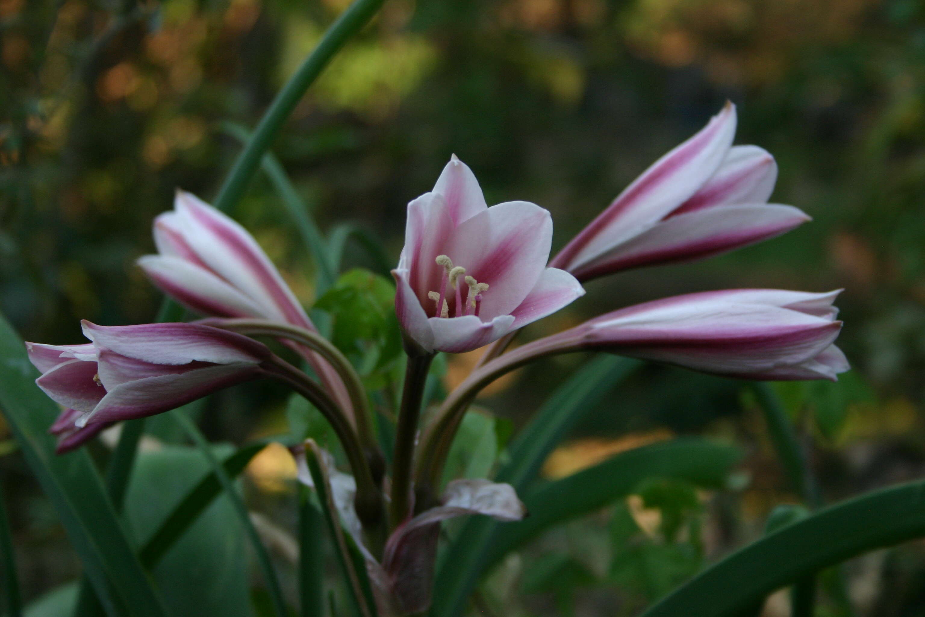 Image de Crinum bulbispermum (Burm. fil.) Milne-Redh. & Schweick.