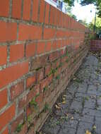 Image of Wall-rue