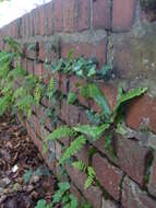 Image of Wall-rue