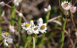 Image of Achyranthemum striatum