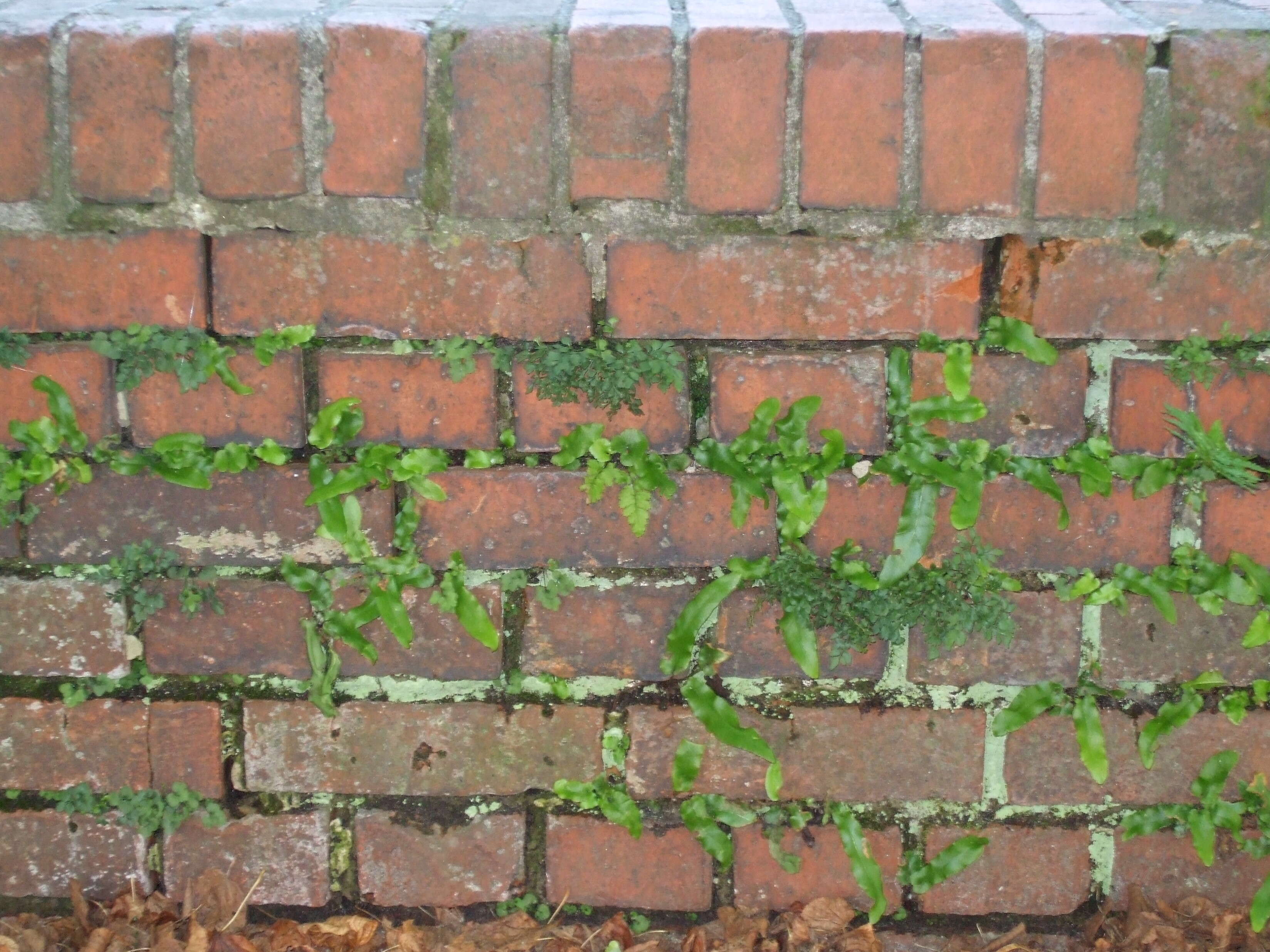 Image of Wall-rue