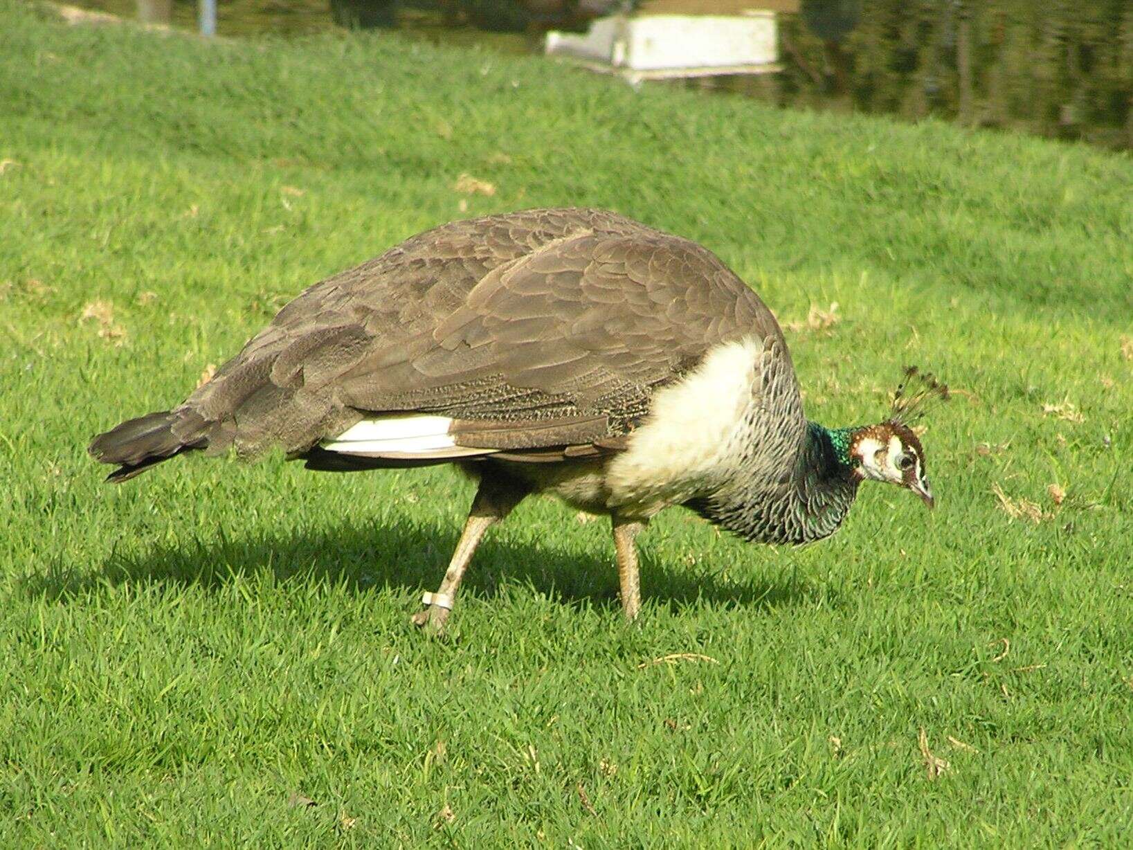 Image of Pavo Linnaeus 1758