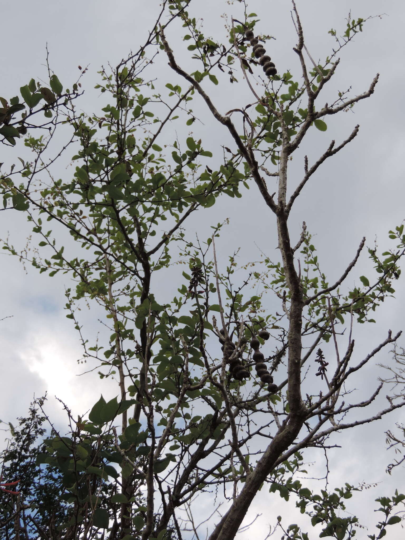 Image de Erythrina standleyana Krukoff