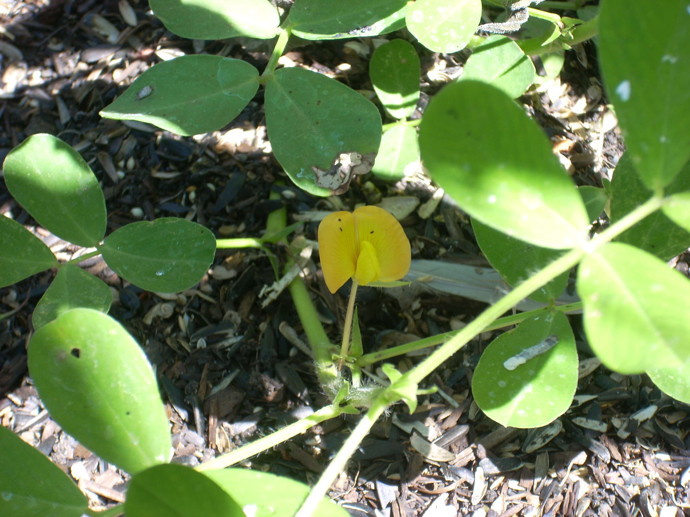 Plancia ëd Arachis hypogaea L.