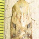 Image of <i>Heliothis scutuligera</i>