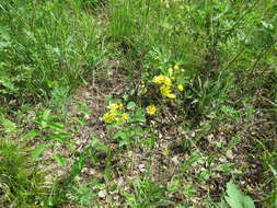 Image of Crepis praemorsa (L.) Tausch