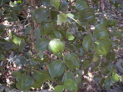 Image of Exocarpos latifolius R. Br.