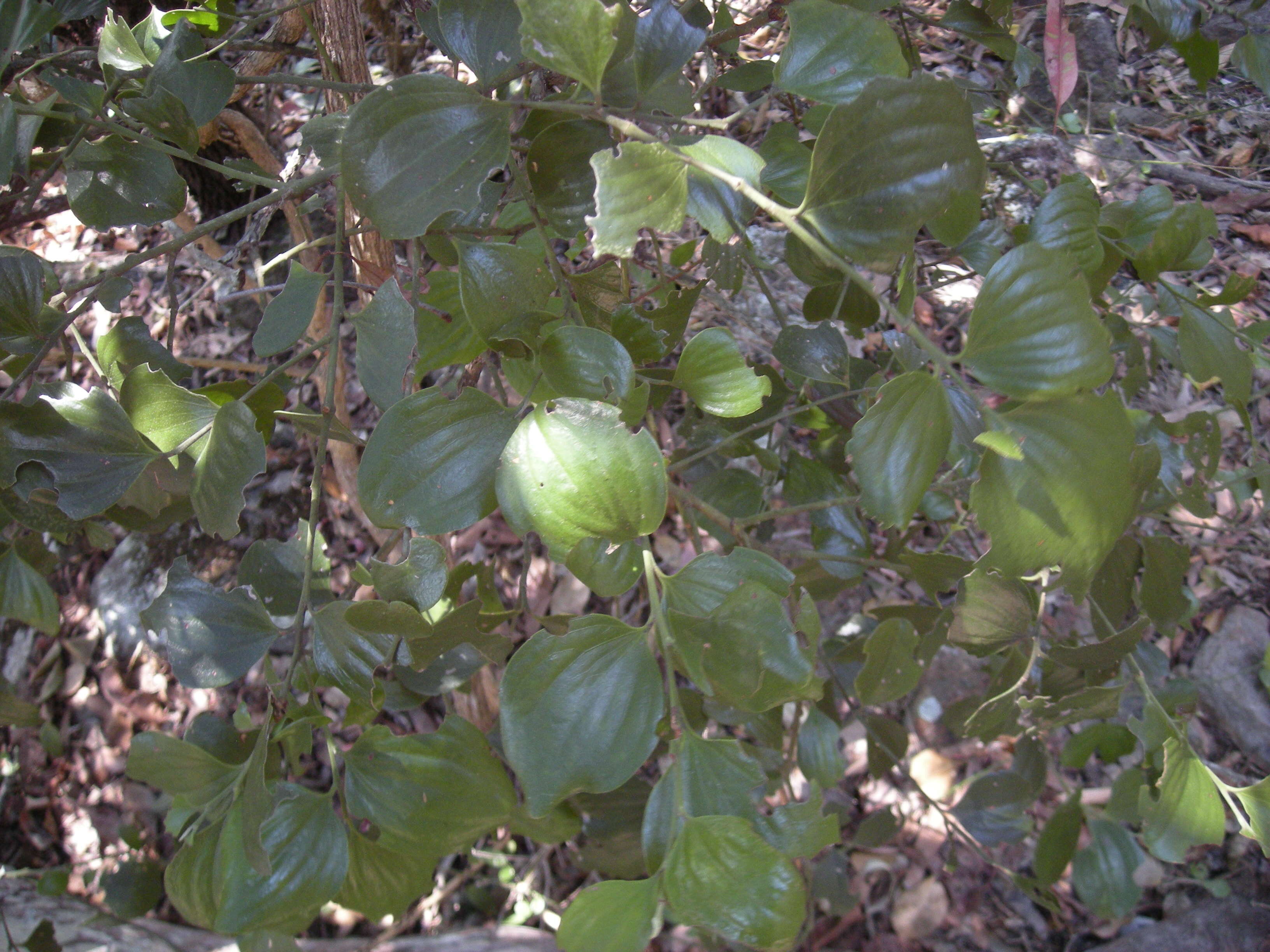 Image of Exocarpos latifolius R. Br.