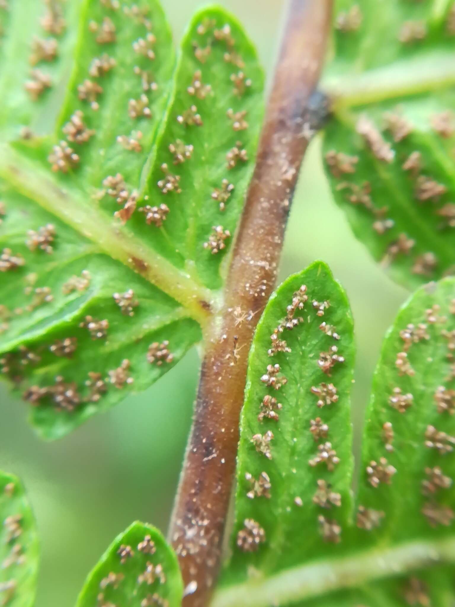 Image of Amauropelta oligocarpa (Humb. & Bonpl. ex Willd.) Pic. Serm.