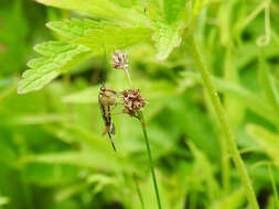 Image of Common scorpionfly