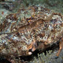 Image of yellow box crab