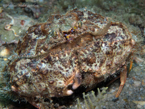 Image of yellow box crab