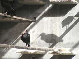 Image of Bald Ibis