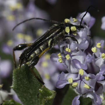 Image de Callimoxys fuscipennis Le Conte 1861